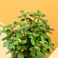 Jade Mini Plant For Mother&