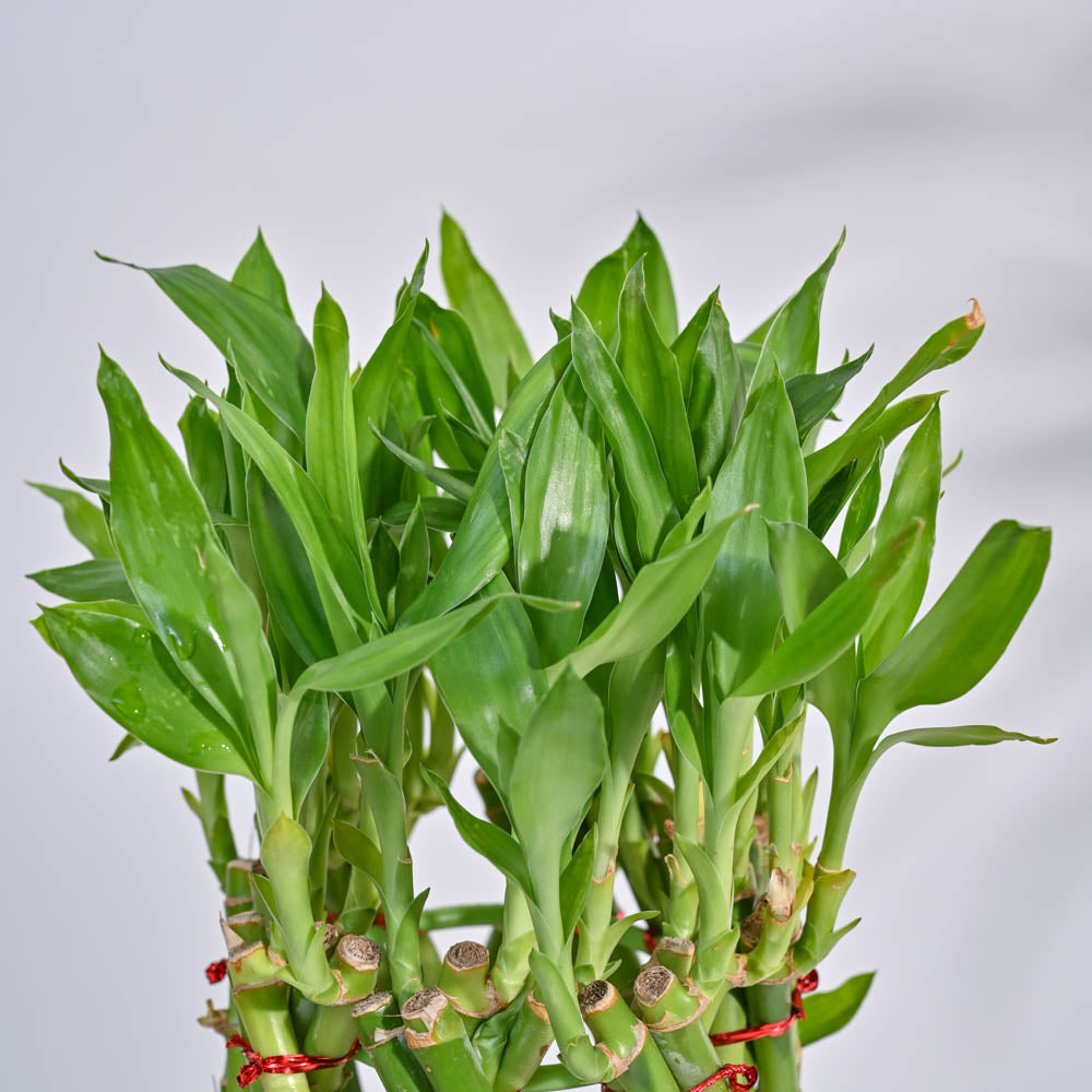 lucky bamboo braided pineapple Buy a Braided Pineapple Lucky Bamboo plant online in India. – Ugaoo