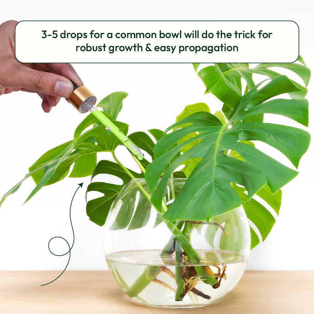 food for lucky bamboo plant Buy Lucky Bamboo Fertilizer: Aqua Plant Food for Healthy Growth – Ugaoo