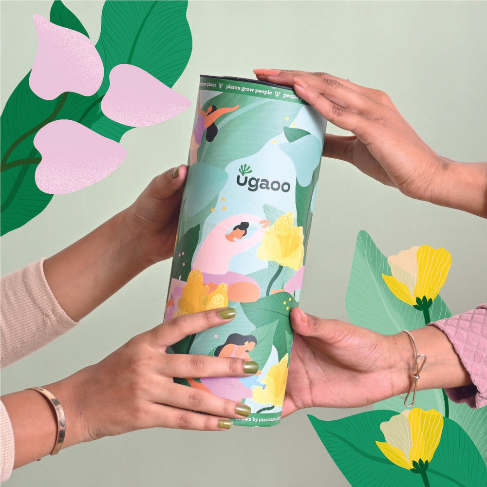 Oxycardium Green Plant Gift for Women&