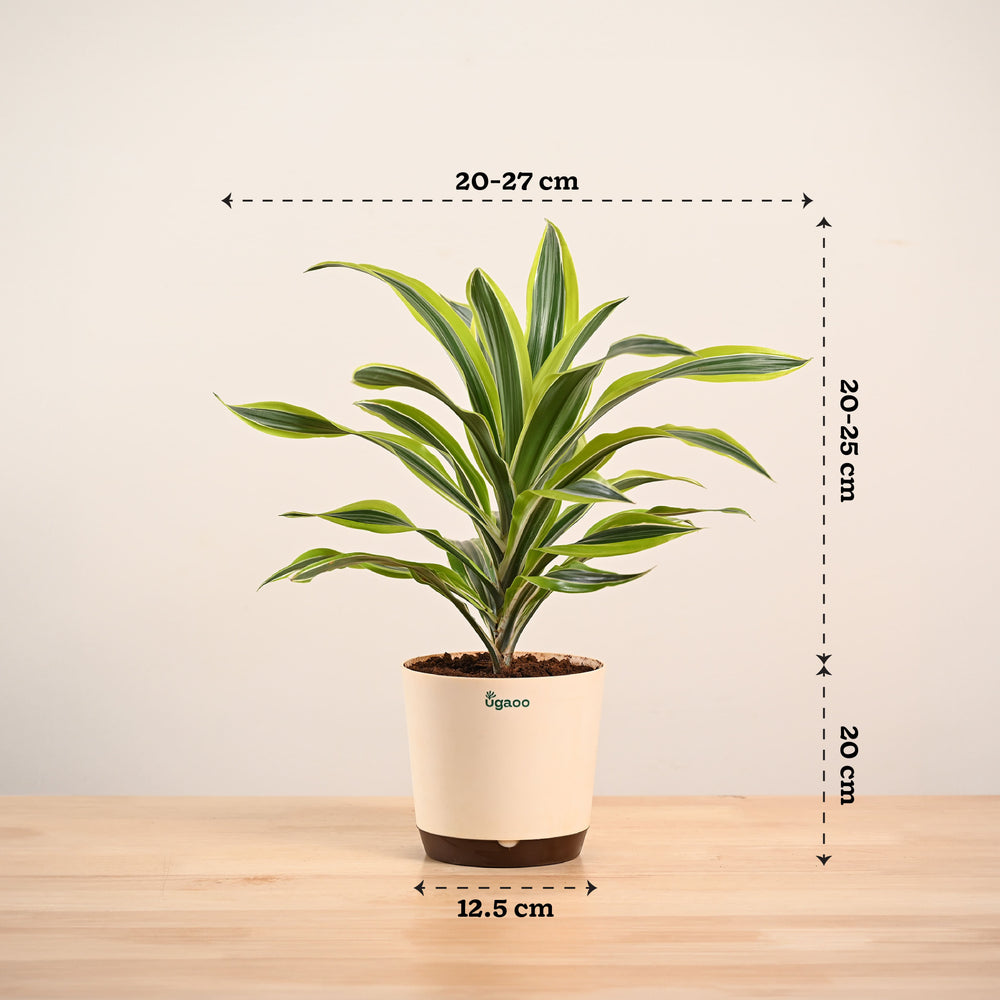 Dracena Lemon Lime Plant - Large