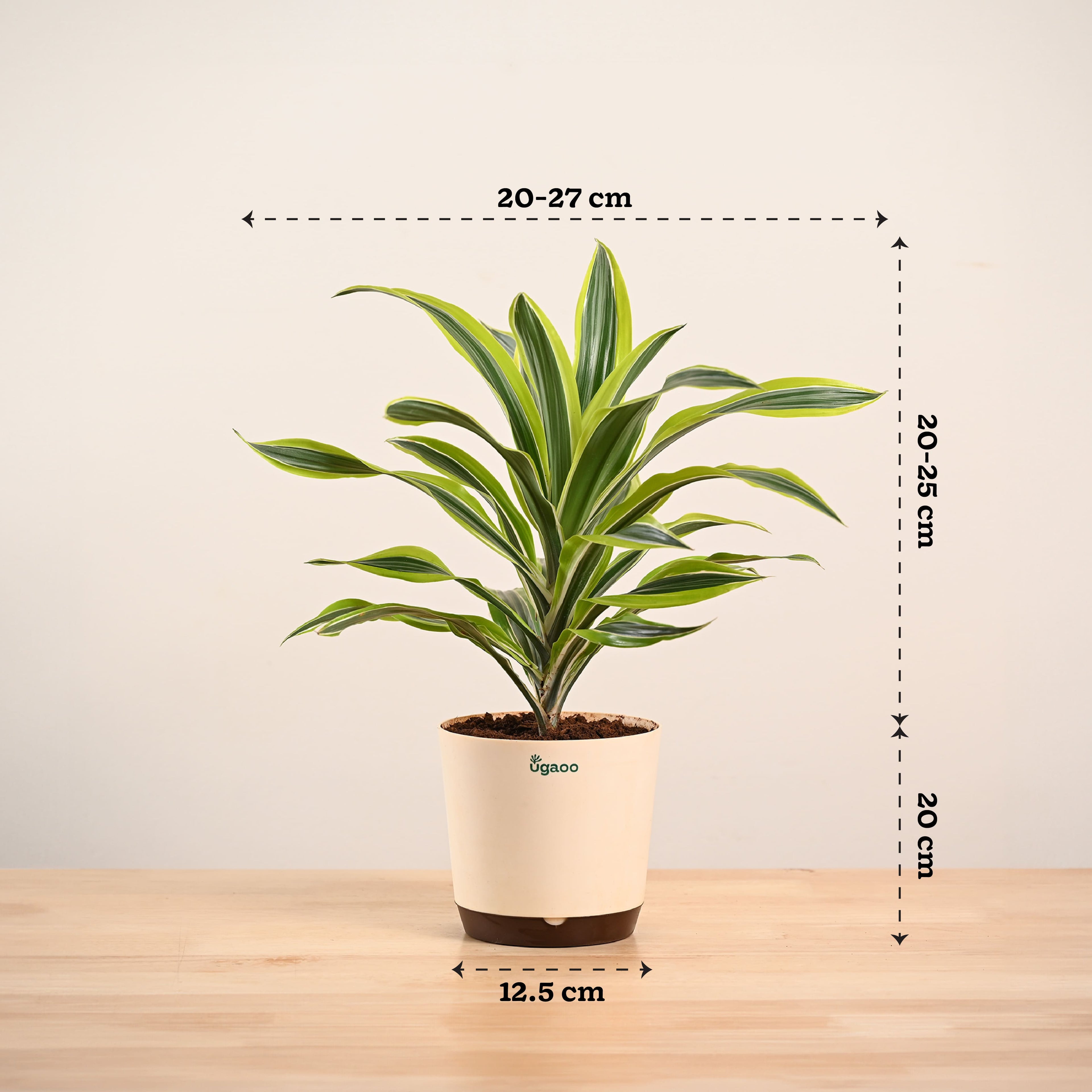 Dracena Lemon Lime Plant - Large