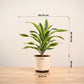 Dracena Lemon Lime Plant - Large