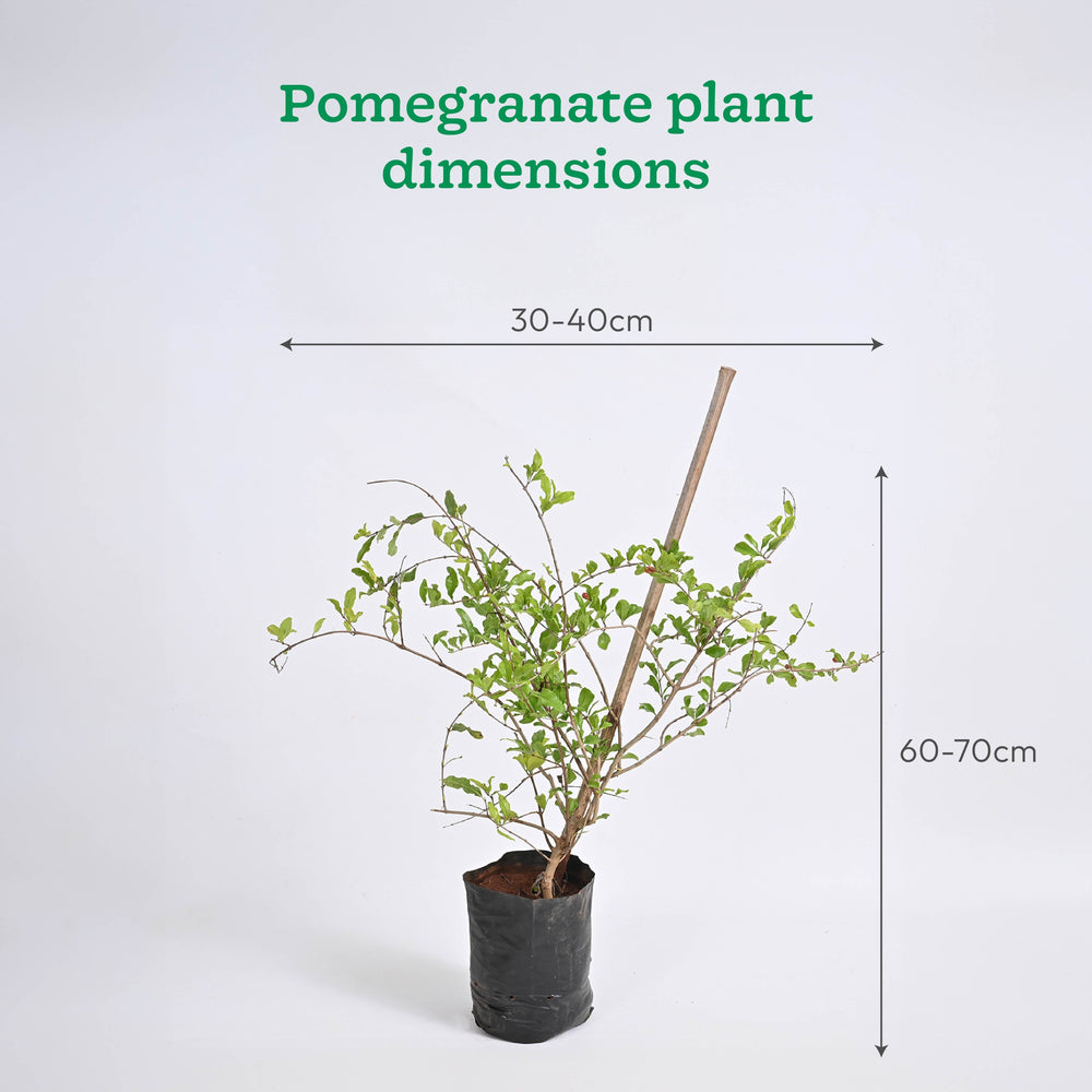 Pomegranate and Lemon Plant Combo with Grow Bag