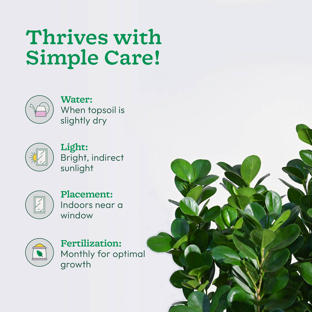 Ficus Moclame Plant - XL