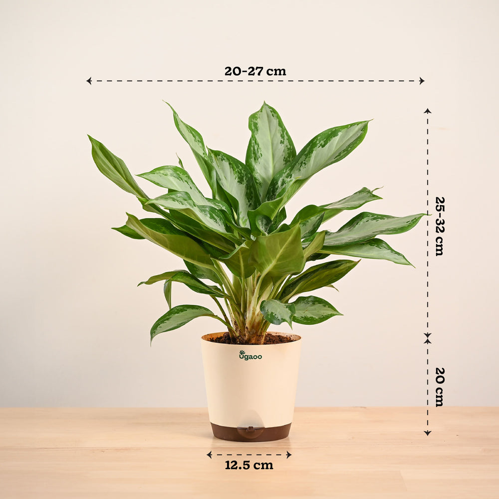Aglaonema Manila Beauty - Large