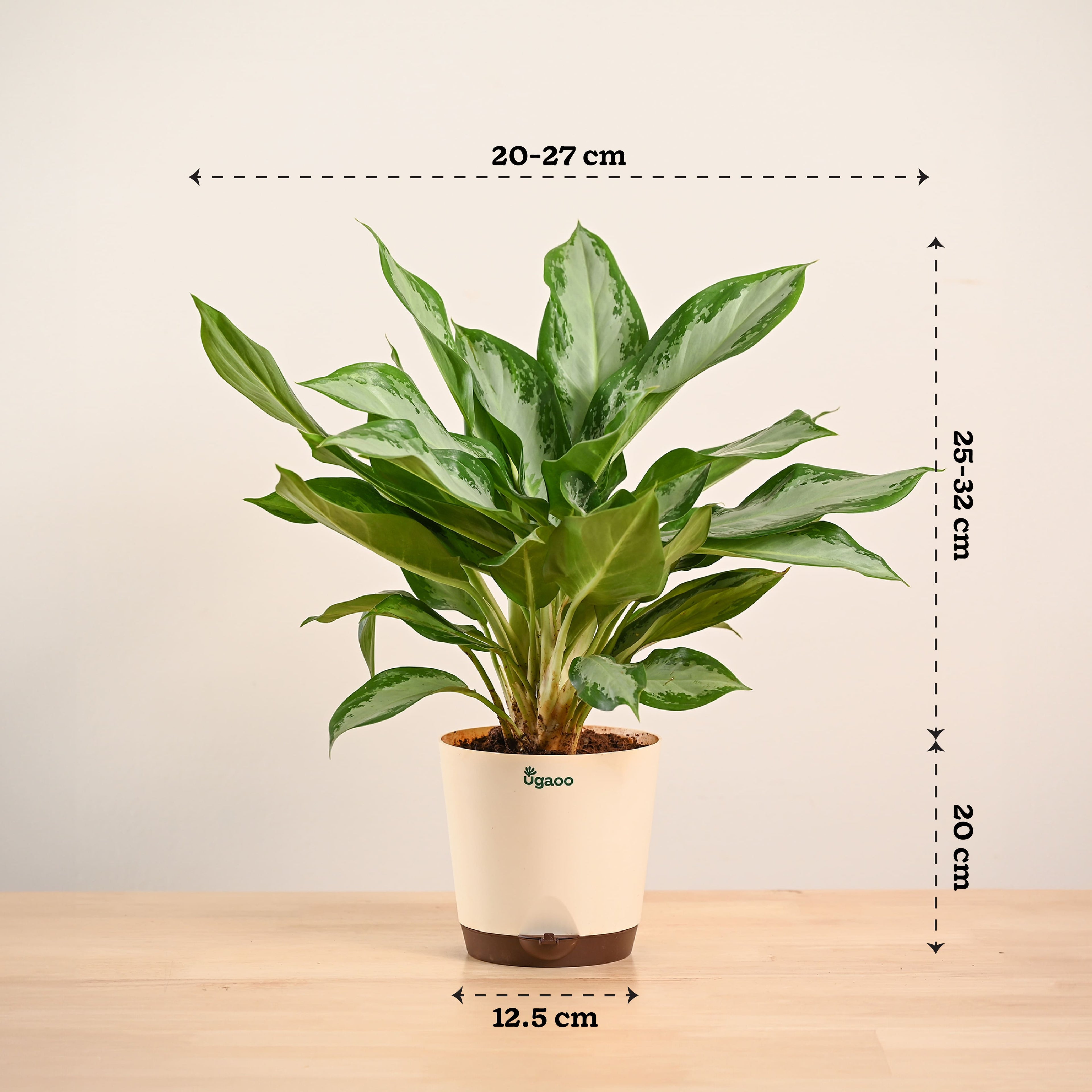 Aglaonema Manila Beauty - Large