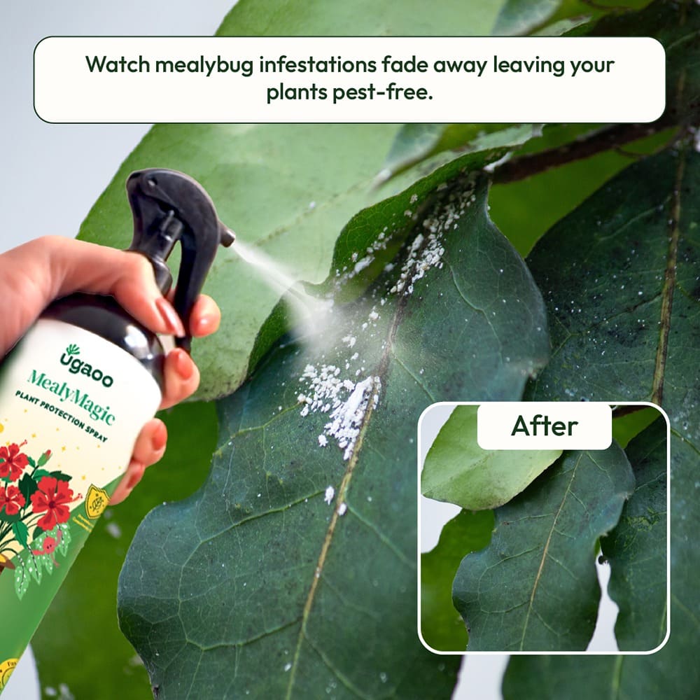 Buy Effective Mealybug Spray: An Eco-friendly & Natural Insecticide for ...