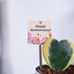 Heart Hoya - Variegated Anniversary Gift Hamper