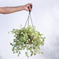 Peperomia Variegated Creeper With Hanging Pot