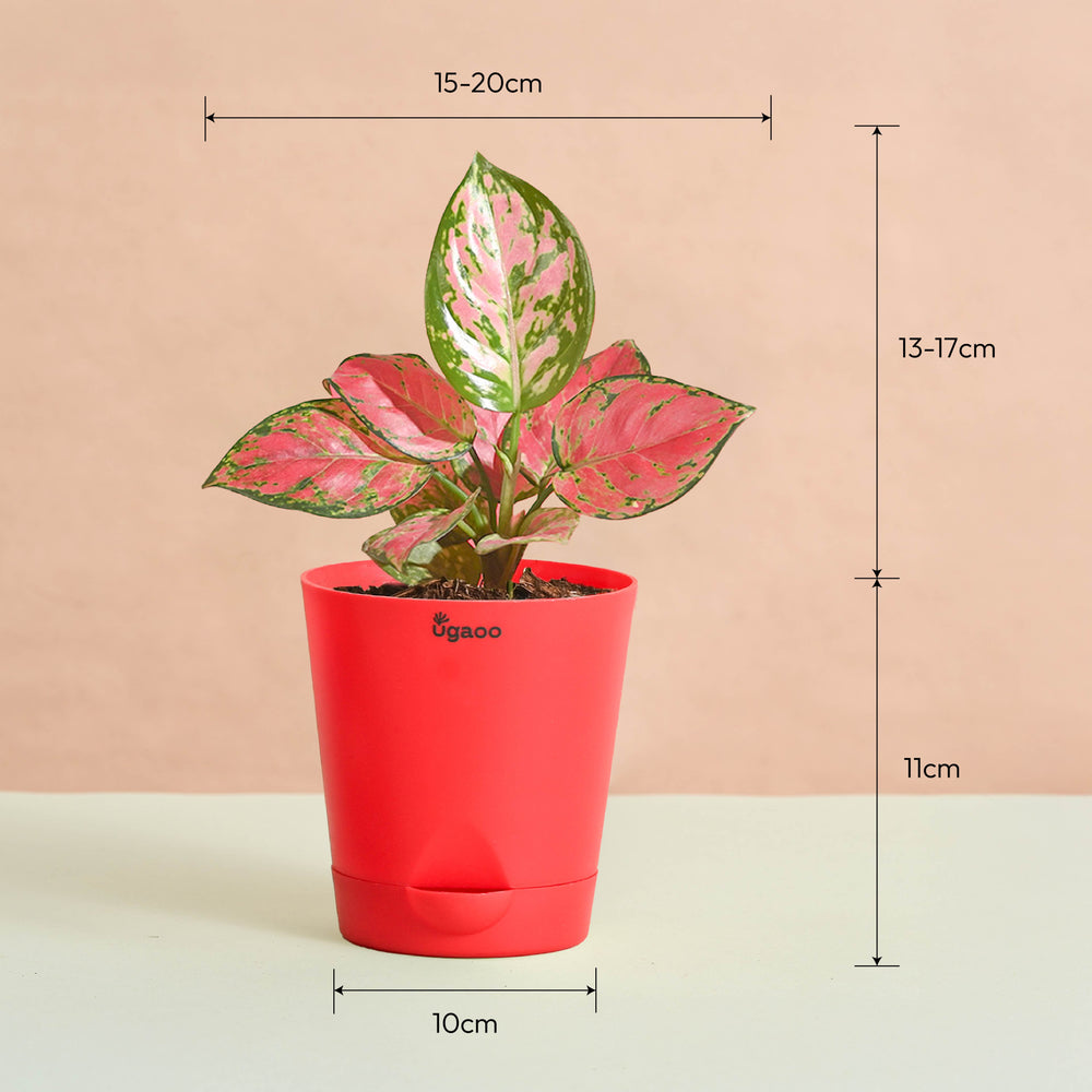 Aglaonema Pink Beauty Women&