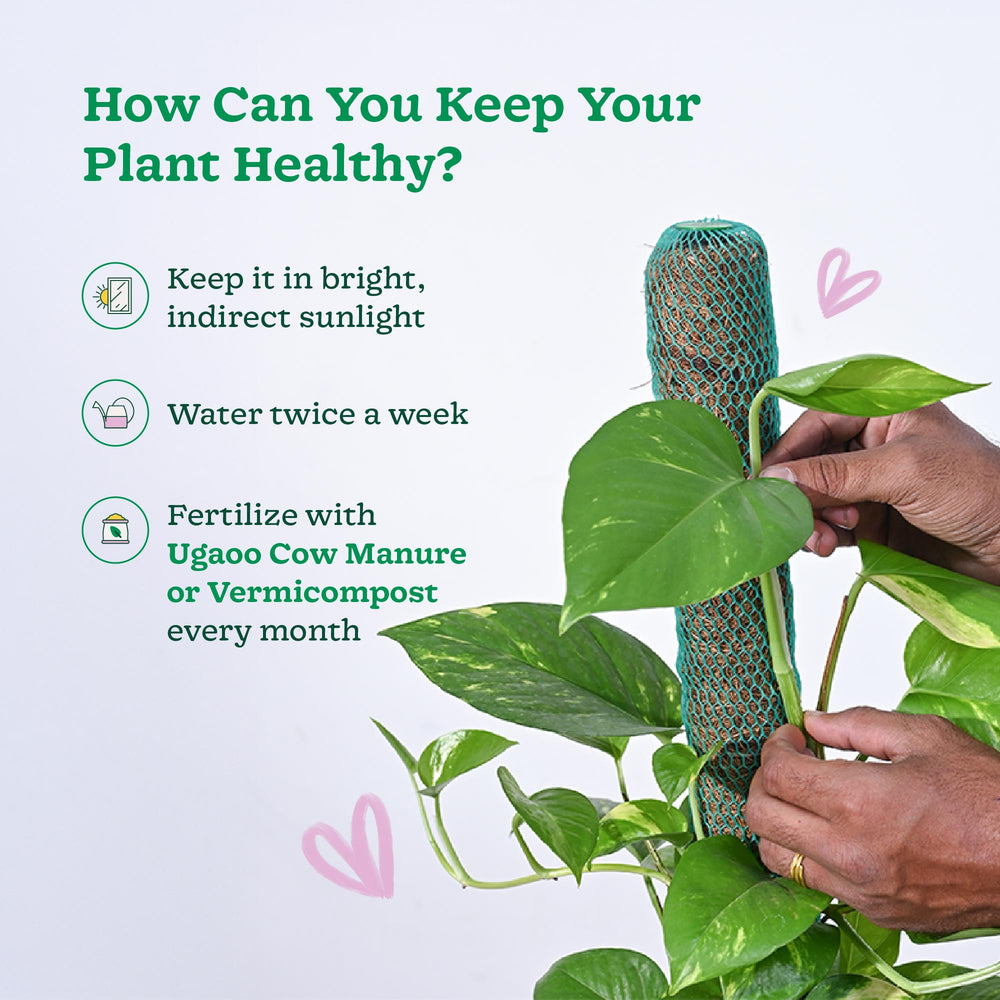 Money Plant Variegated with Moss Stick