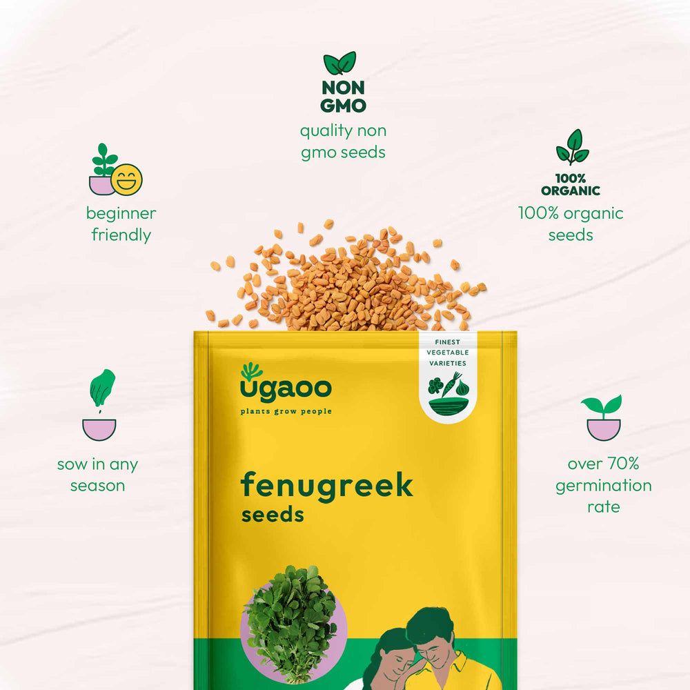 buy fenugreek seeds to plant Fenugreek Seeds (Methi) – Ugaoo