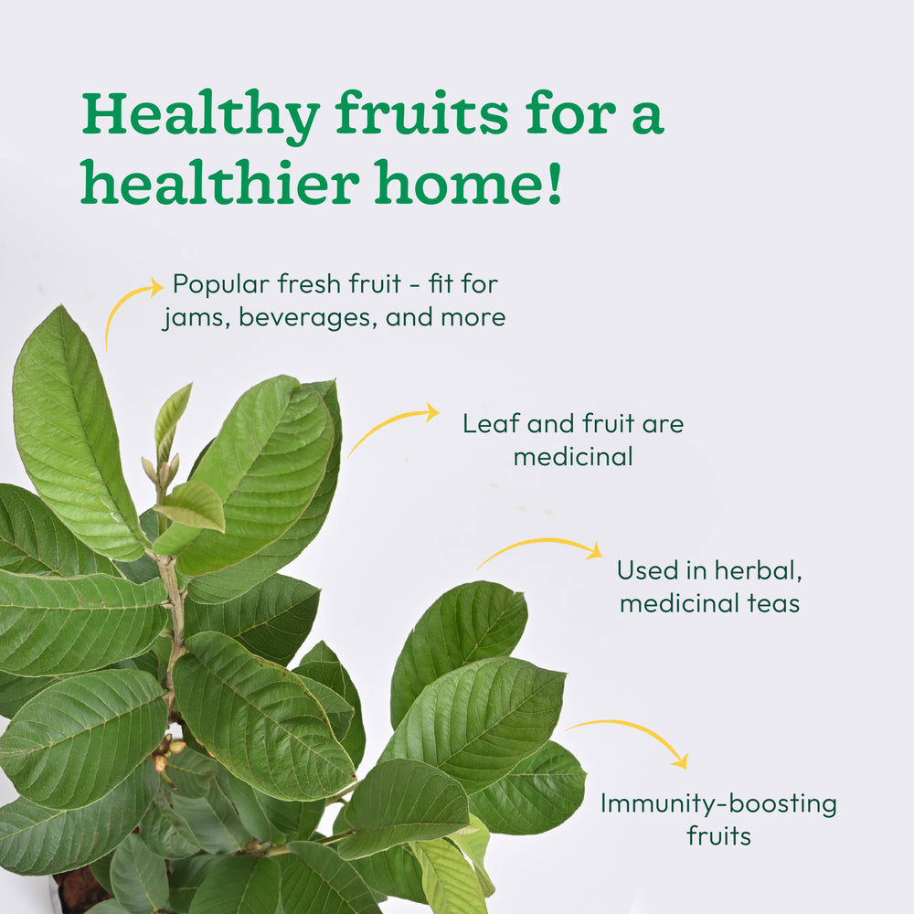 Guava Plant with Grow Bag