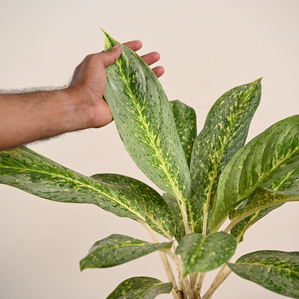aglaonema green butterfly Buy Large Aglaonema Butterfly Plant Online in India
