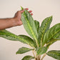 Aglaonema Butterfly Plant - Large