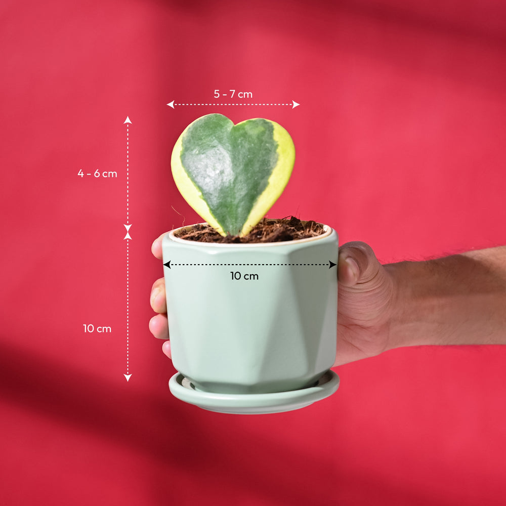 Heart Hoya Variegated with Diamond Mint