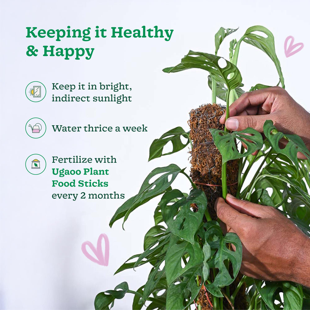 Broken Heart Plant With Moss Stick