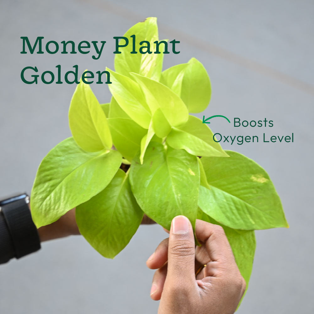 money plant oxygen 6-Pack Max Oxygen & NASA Air Purifying Plants – Ugaoo