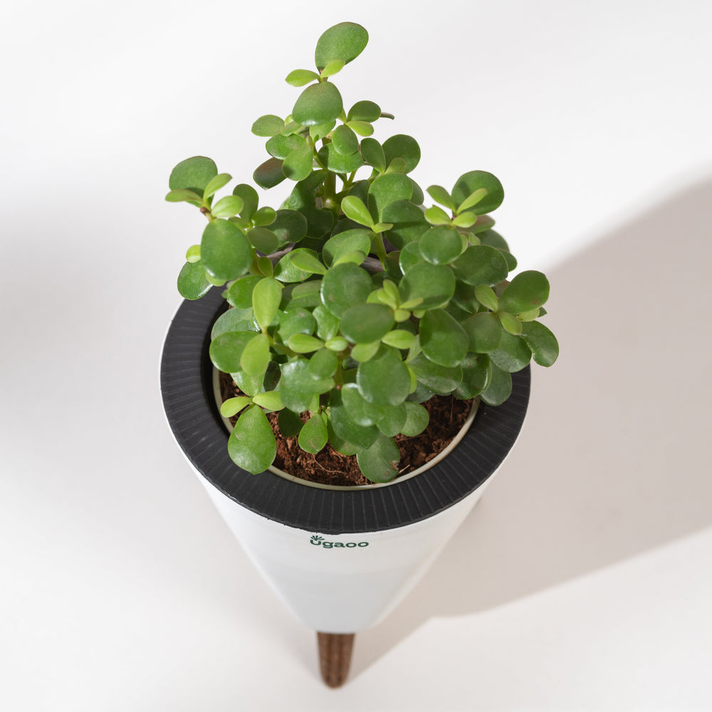 Jade Mini with White Lagos Pot