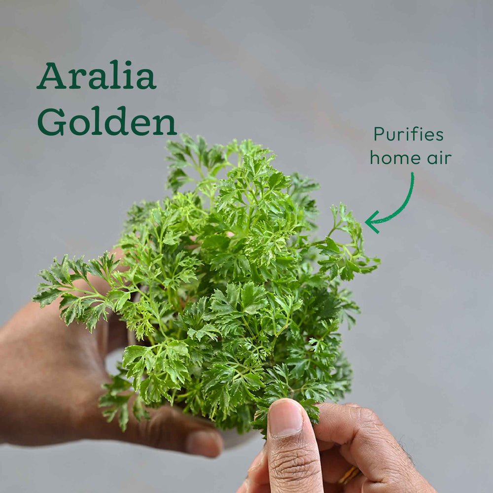 Set of 6 Air Purifying Indoor Plant Bundle