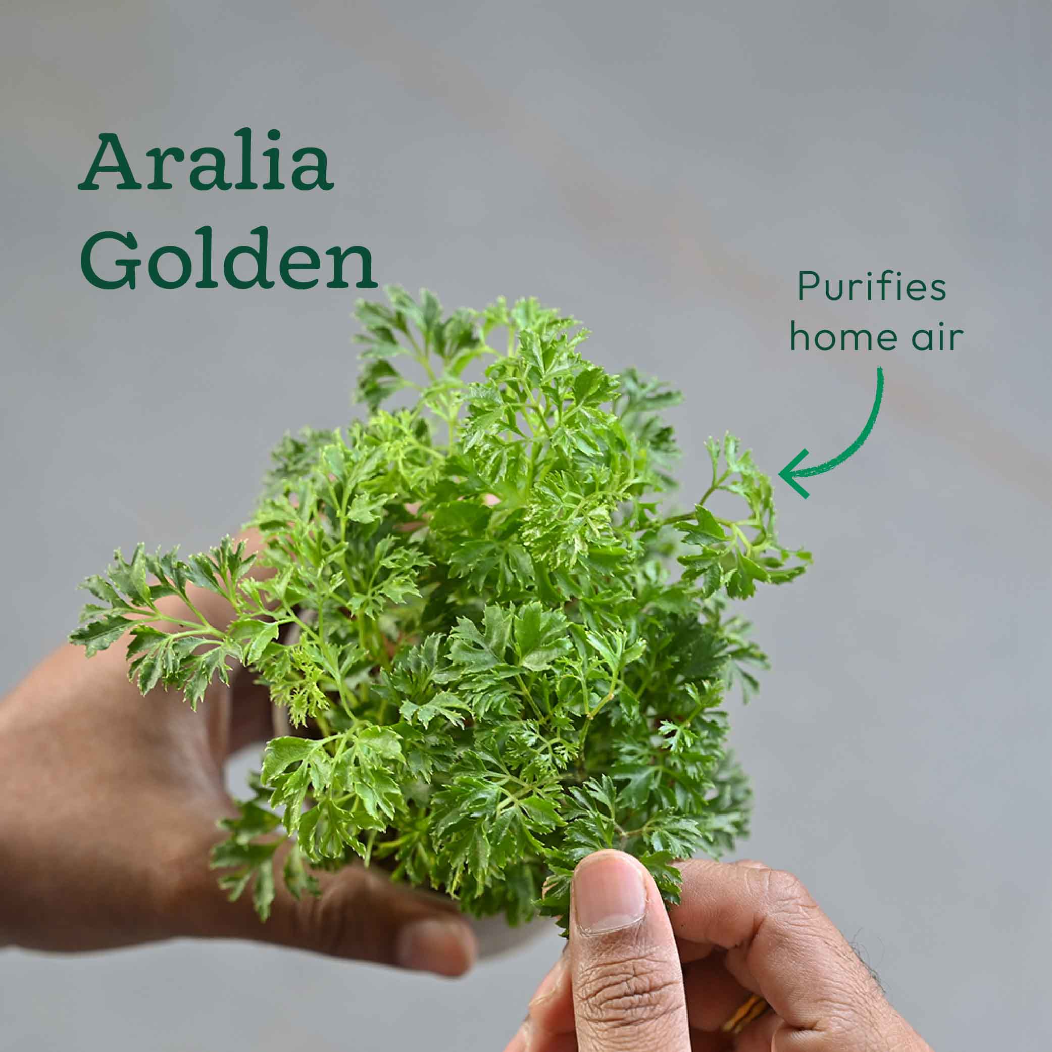 Set of 6 Air Purifying Indoor Plant Bundle