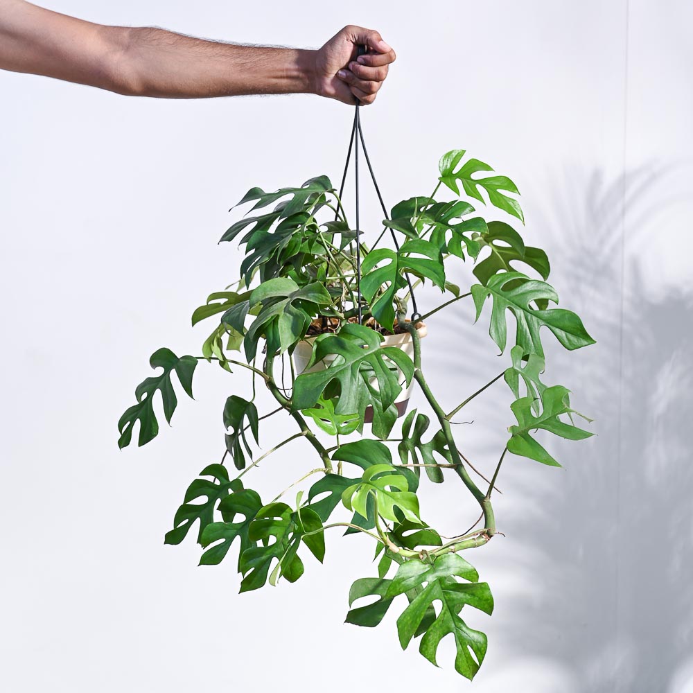 Monstera Minima in Hanging Planter