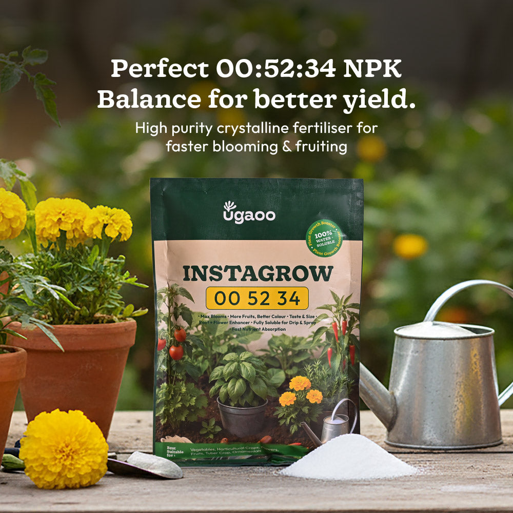 Instagrow NPK 00:52:34 Fertilizer