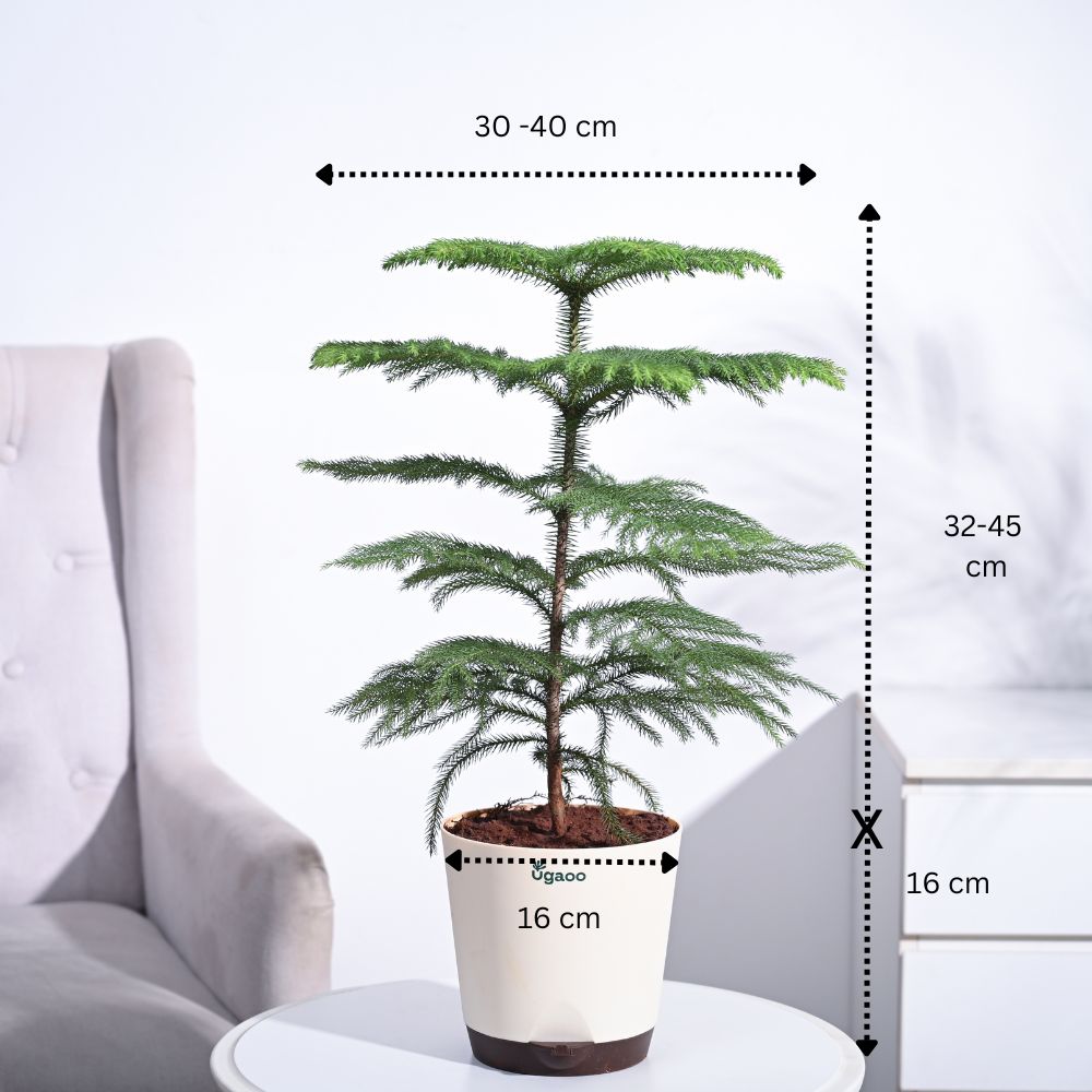 is christmas tree indoor plant Buy Indian Christmas Tree