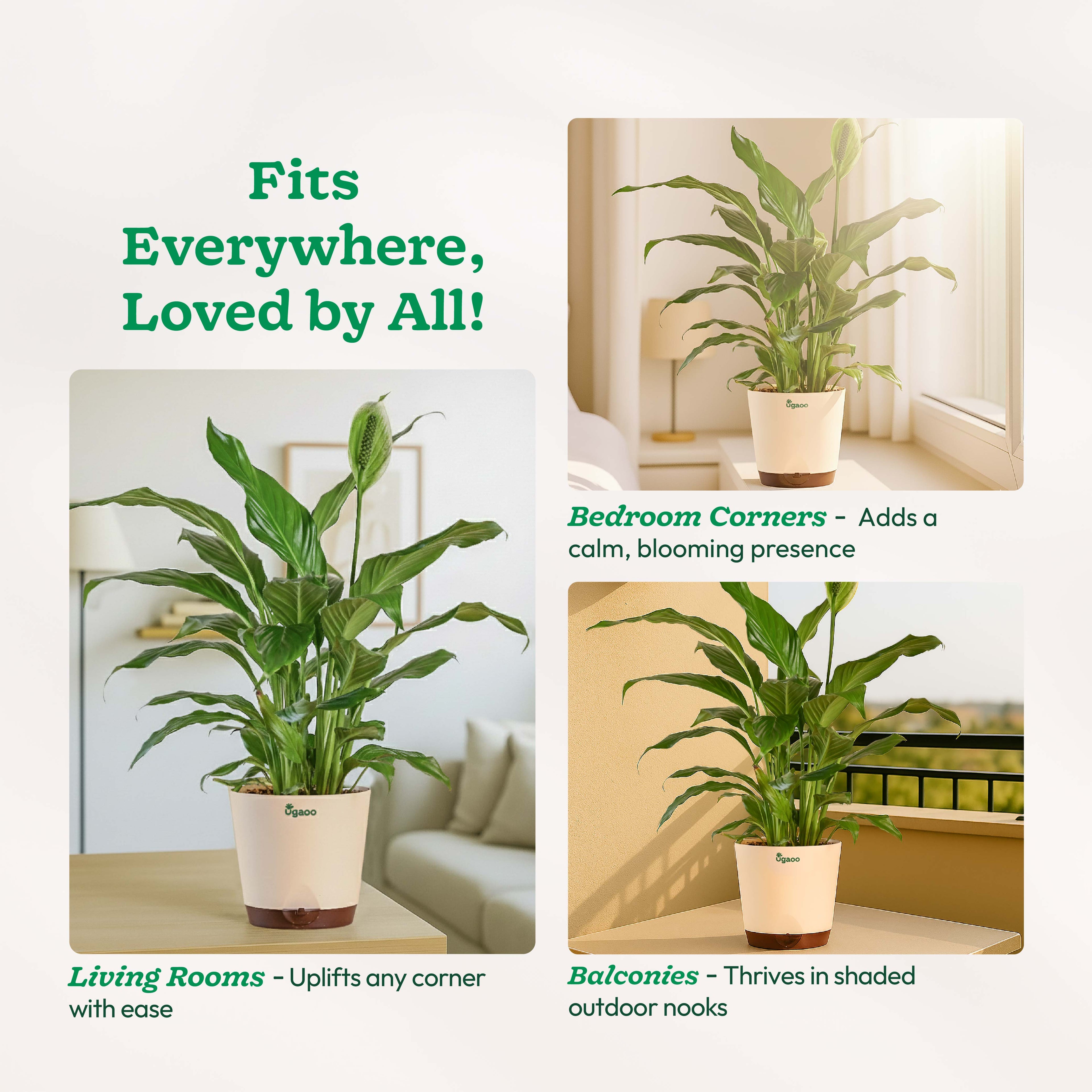 Peace Lily Large (Spathiphyllum Sensation)