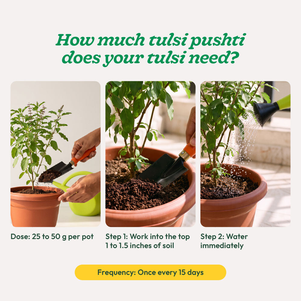 Tulsi Pushti