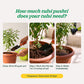 Tulsi Pushti