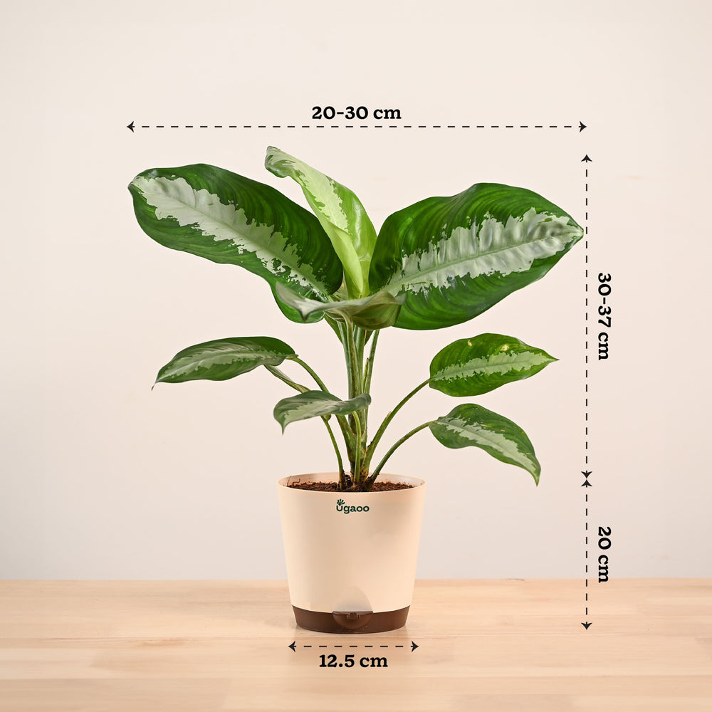 Aglaonema Evergreen Plant - Large