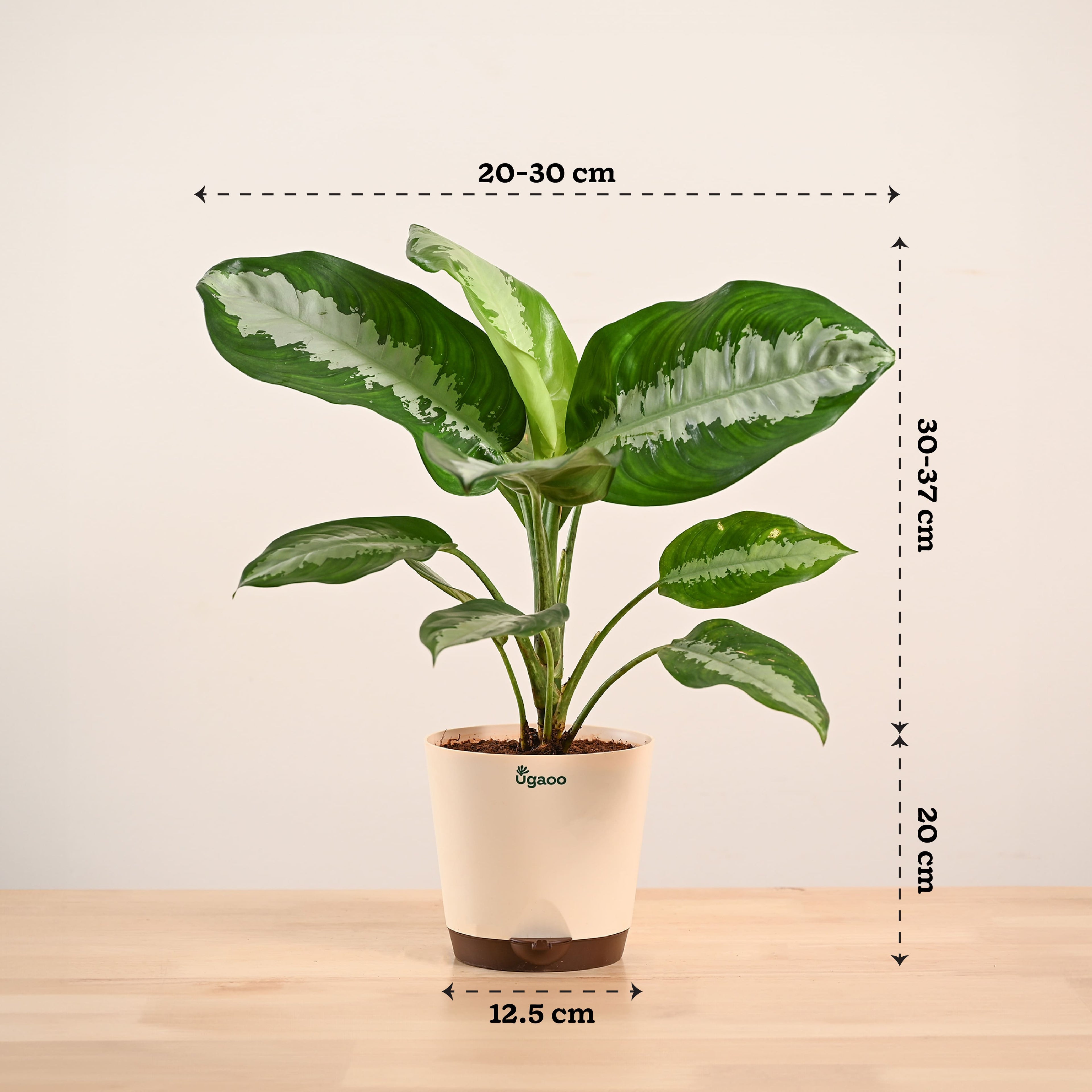 Aglaonema Evergreen Plant - Large