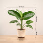 Aglaonema Evergreen Plant - Large