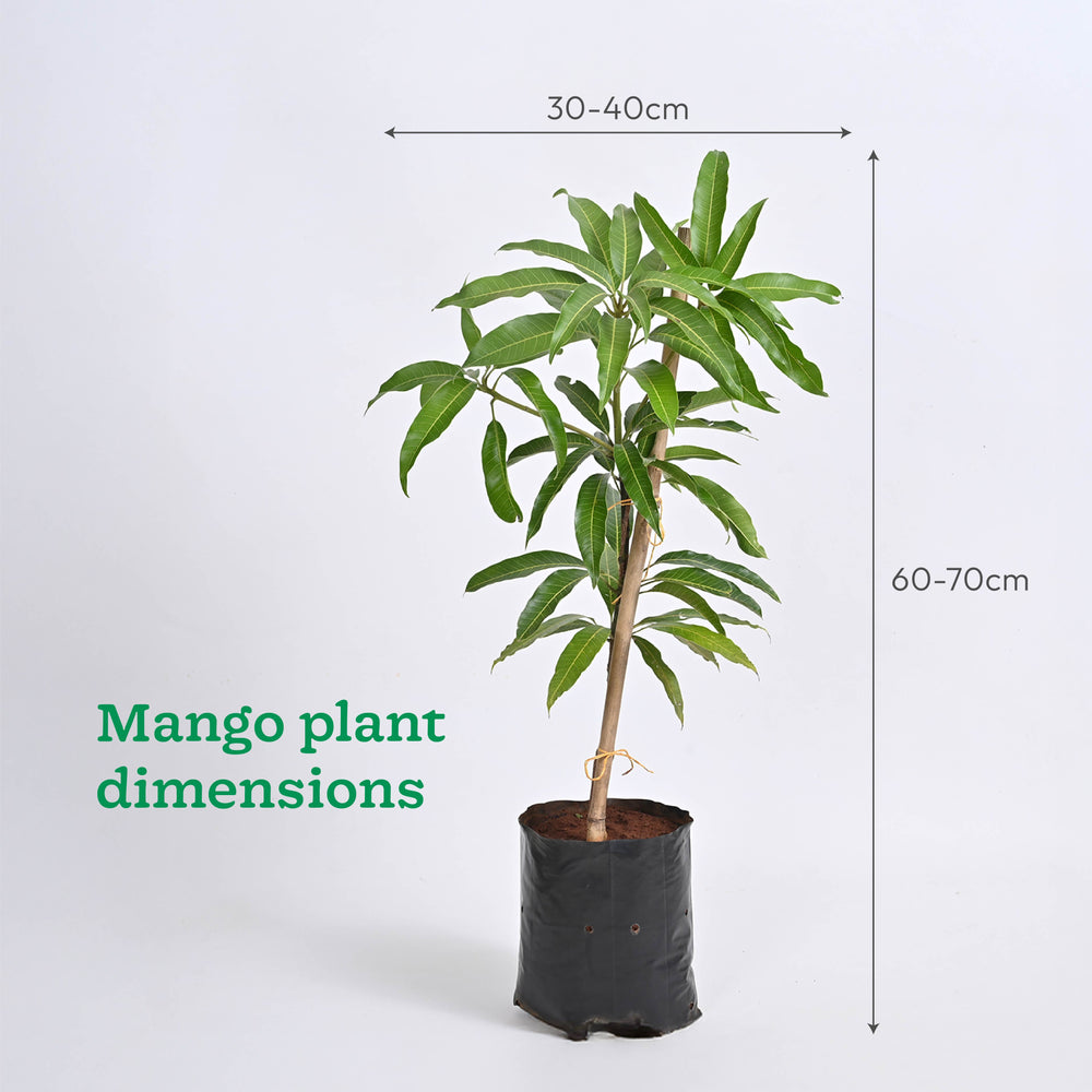 Mango, Guava, Chiku - Combo of 3 Fruit Plants with Grow Bag