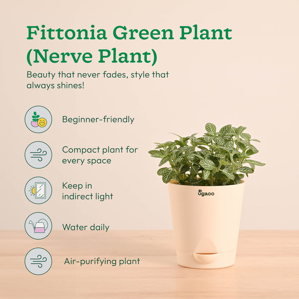 Decorative Indoor Plant Combo - Variegated &amp; Tropical Greens