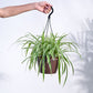 Spider Plant With Hanging Pot