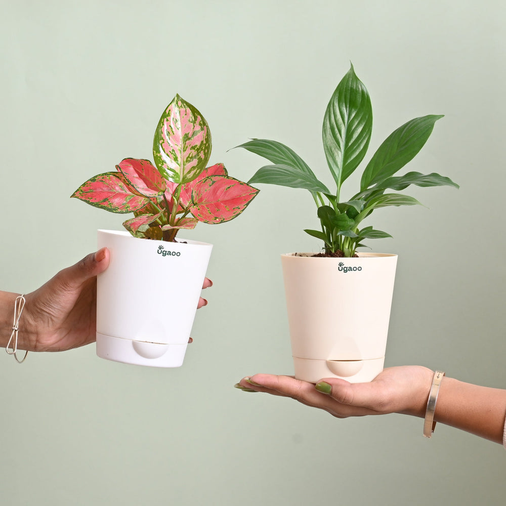 Blush &amp; Bloom Women&