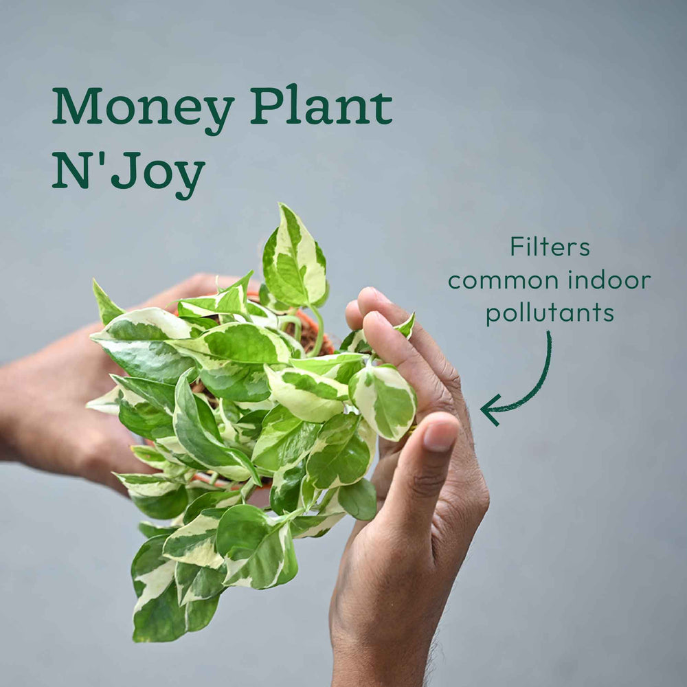 Combo of 4 Plant Set for Office Desk