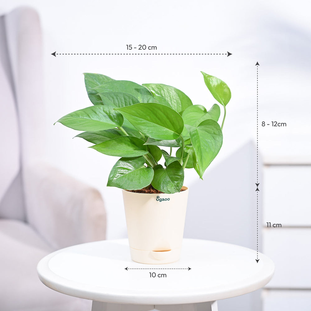 money plant online_NUPL0017KBN