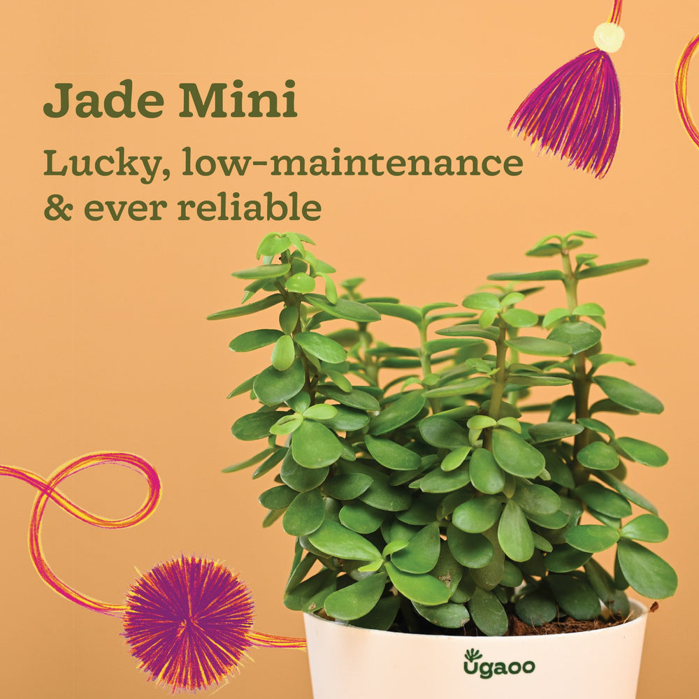Rakhi Gift for Brother - Jade Mini Plant with Cucumber &amp; Amaranth Seed Rakhi