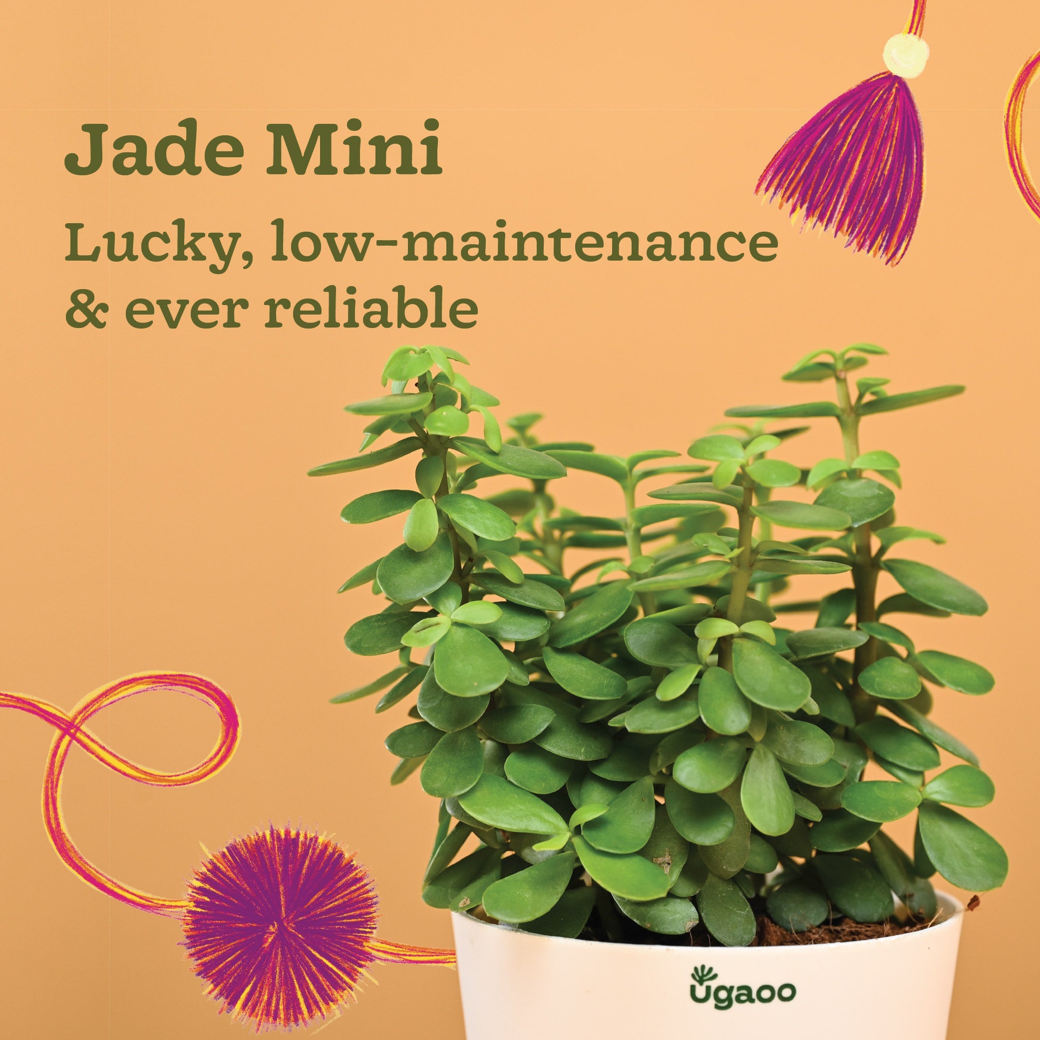 Rakhi Gift for Brother - Jade Mini Plant with Cucumber &amp; Amaranth Seed Rakhi