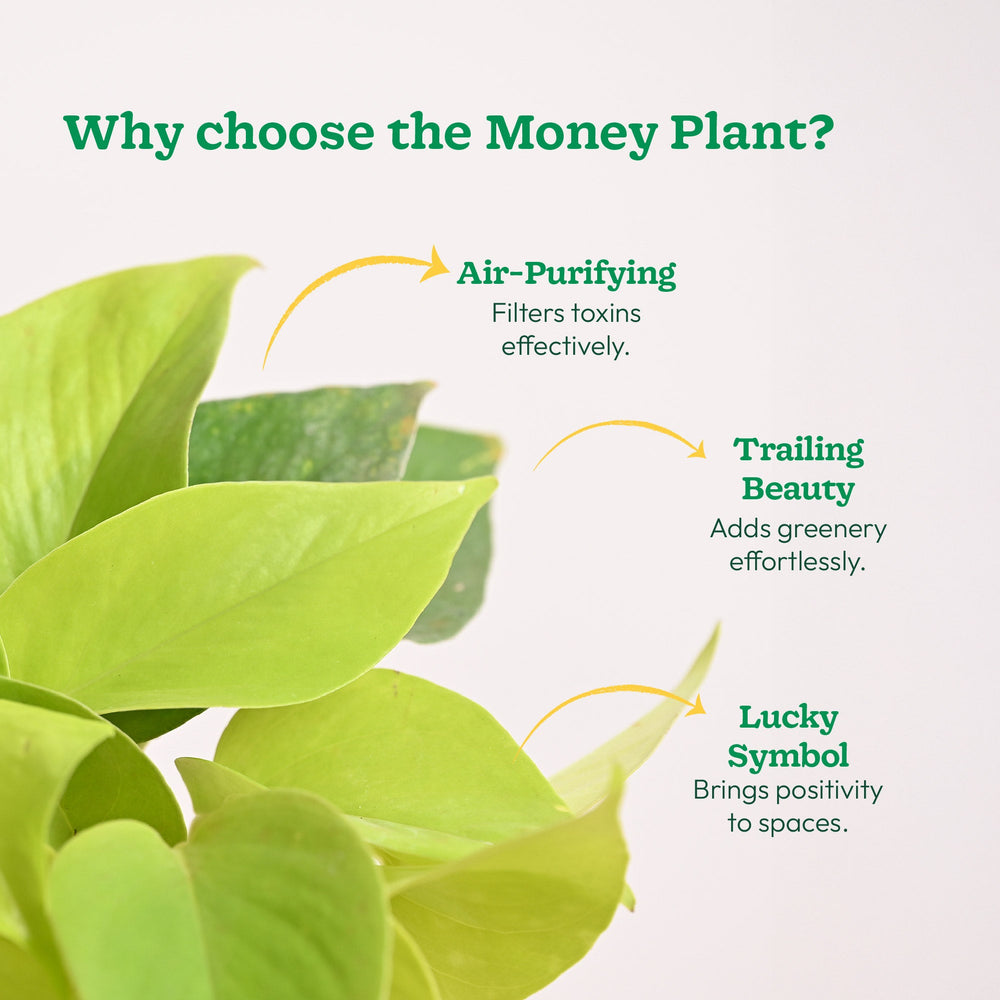golden money plant benefits Buy Golden Money Plant (Epipremnum Aureum) for Air Purification & Lush Interiors. – Ugaoo