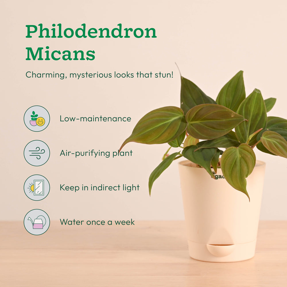 Living Room Plant Decor Set - Trending Indoor Beauties