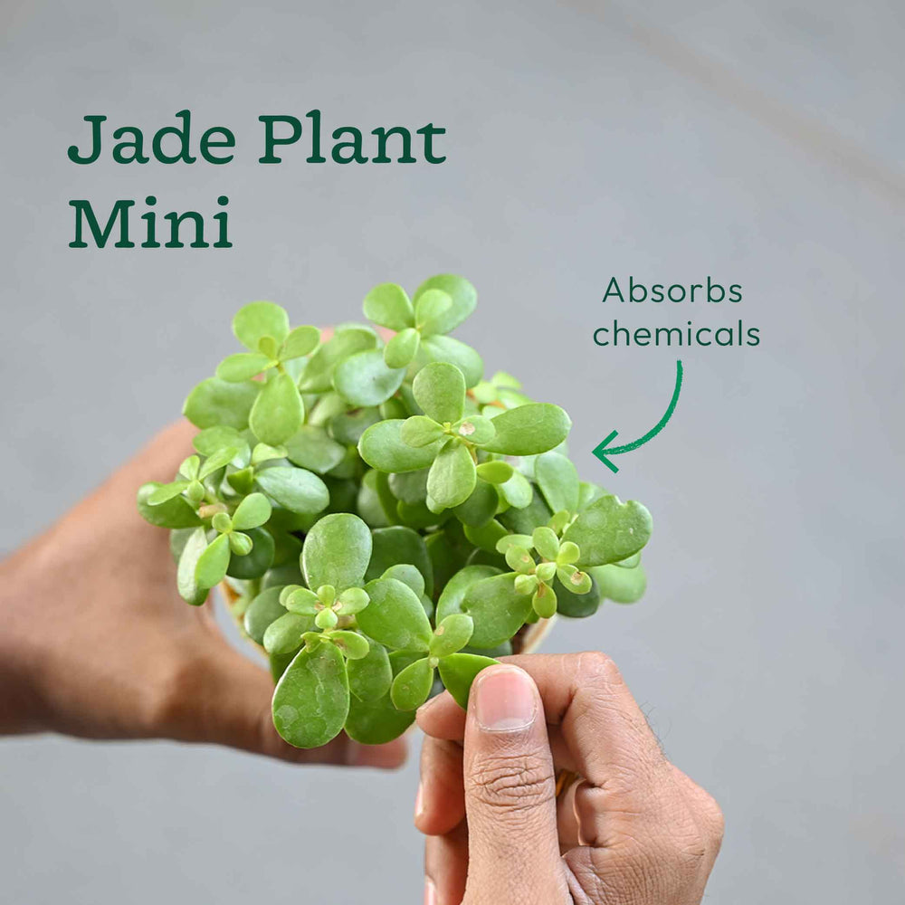 Bundle of 4 Compact Air Purifying Plant Bundle