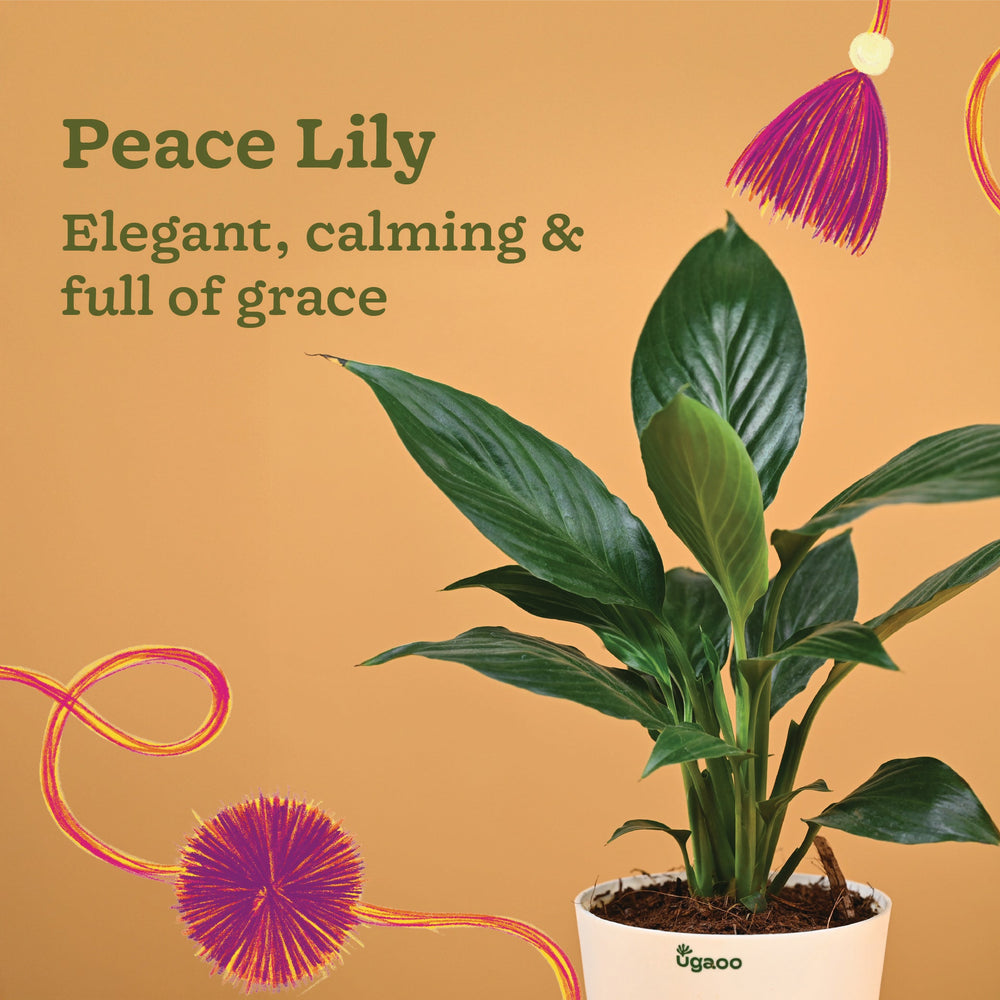 Rakhi Gift for Brother - Peace Lily Plant with Kalonji Seed Rakhi