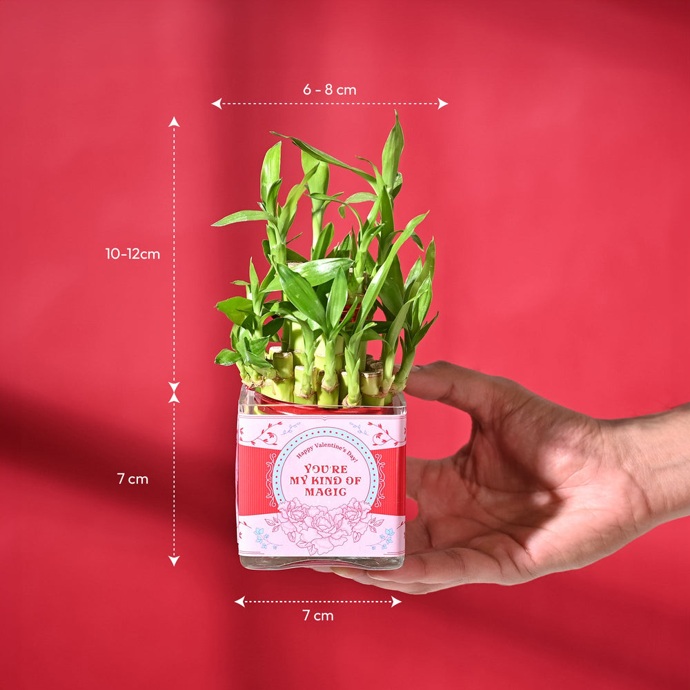 Lucky Bamboo 2 Layer with Square Bowl