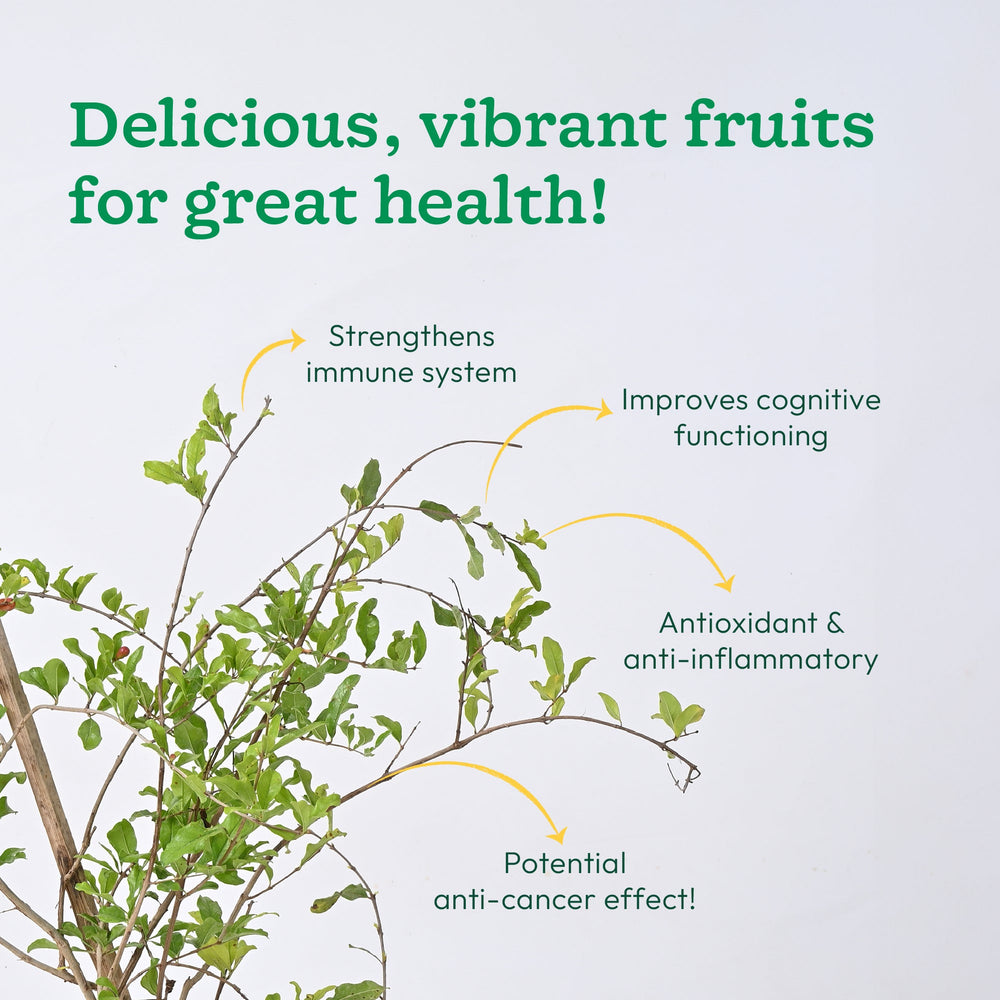 Pomegranate Plant with Grow Bag