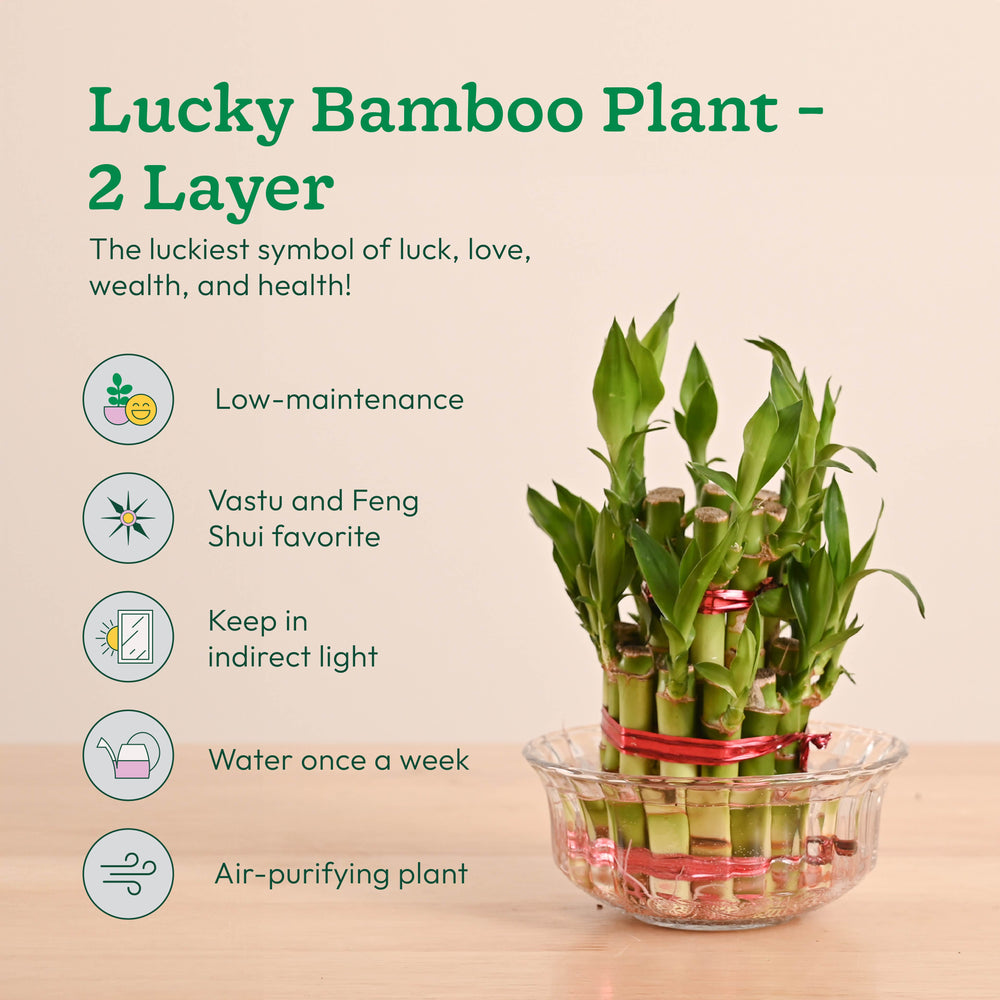 ugaoo lucky bamboo 2 layer feng shui plant Vastu & Feng Shui Lucky Plant Combo